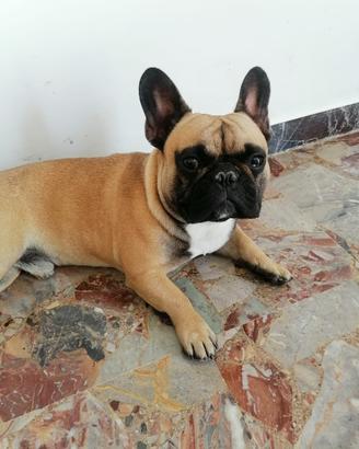 Bulldog francese