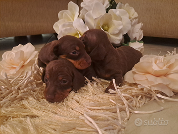 Cuccioli bassotti
