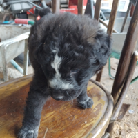 Cucciolo maschio