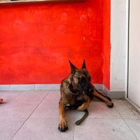 Pastore malinois disponibile per monta