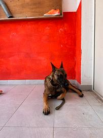 Pastore malinois disponibile per monta