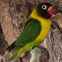 Femmina di Personatus