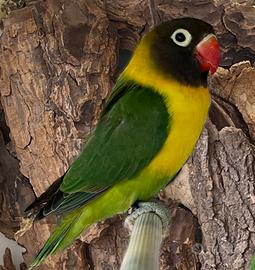 Femmina di Personatus