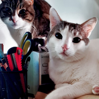 Gatto 2 maschi 12 anni castrati e vaccinati