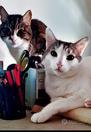 Gatto 2 maschi 12 anni castrati e vaccinati