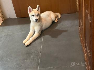 Cucciola di Husky siberiano
