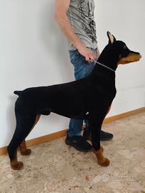 Dobermann grandezza naturale 