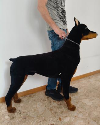 Dobermann grandezza naturale 