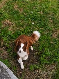 Cane border collie