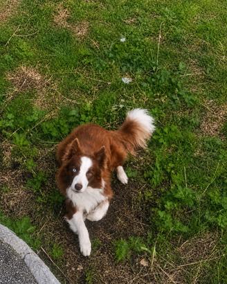 Cane border collie