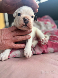 Cucciolo di boxer