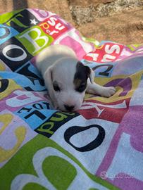 Femmine cucciole jack russell terrier
