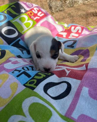 Femmine cucciole jack russell terrier