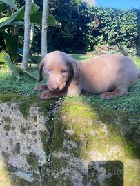 Maschietto di bassotto standard