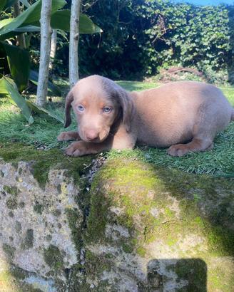 Maschietto di bassotto standard