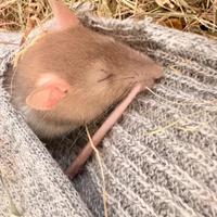 Ratto medio da compagnia