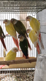 Pyrrhura molinae riproduttivi