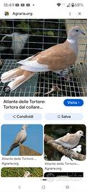 Tortore dal collare