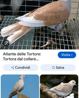 Tortore dal collare