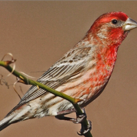 Ciuffolotto messicano,capodarco messicano