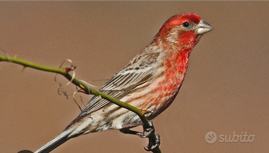 Ciuffolotto messicano,capodarco messicano