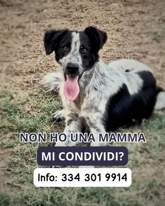 Serena, 8 mesi, taglia media