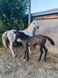 Cavalla araba puledra quarab