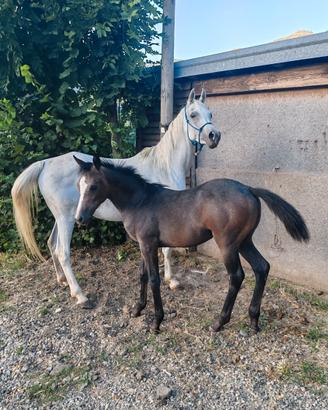 Cavalla araba puledra quarab