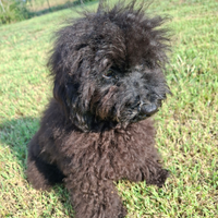 Cuccioli barboncino toy nero