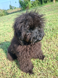 Cuccioli barboncino toy nero
