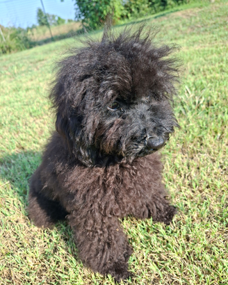 Cuccioli barboncino toy nero