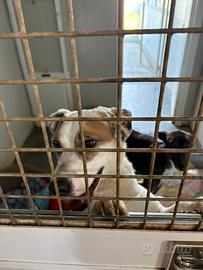 Cagnetta dolcissima in canile