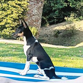 Cuccioli di Tenterfield terrier