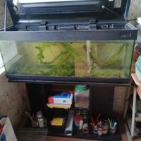 Acquario