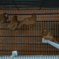 Passeri del Giappone