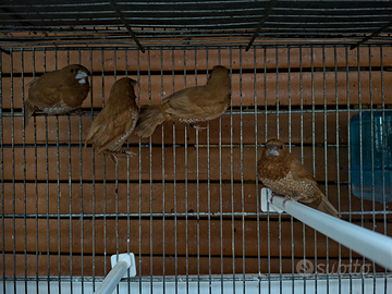 Passeri del Giappone