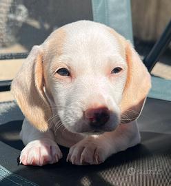 Cucciola bassotto pelo corto