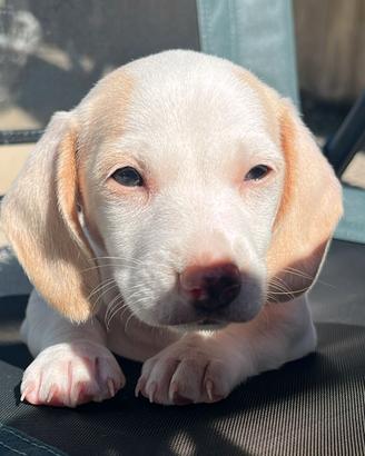 Cucciola bassotto pelo corto