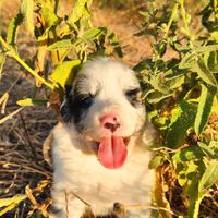 Cuccioli border collie