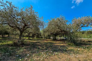 Terreno agricolo con 30 piante di ulivo
