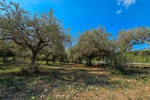 Terreno agricolo con 30 piante di ulivo