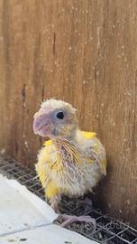 ? Pappagallo Kakariki giovane ?