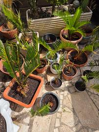 cycas in vaso varie grandezze 