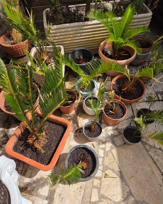 cycas in vaso varie grandezze 
