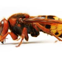 Eliminare nidi calabroni e vespe 