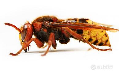 Eliminare nidi calabroni e vespe 