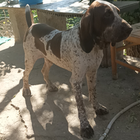 Bracco italiano con pedegree per monta