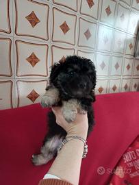 Cucciolo di barboncino
