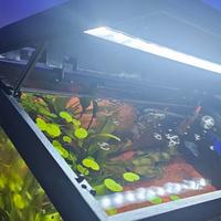 Acquario 55 litri dell'AMTRA