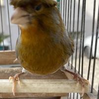 Canarino Arlecchino Portoghese